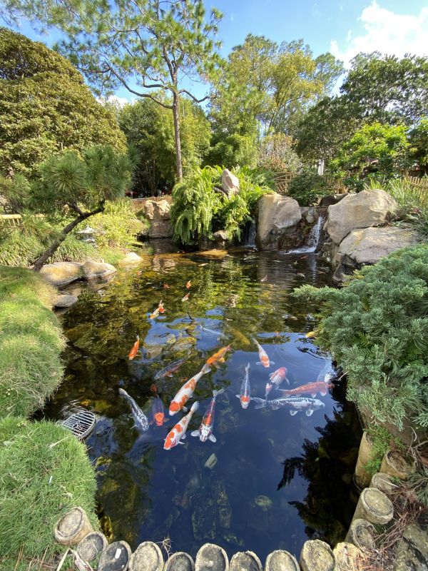 Koi Pond Cleaning in Progress