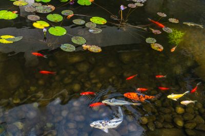 Clear Water and Healthy Koi