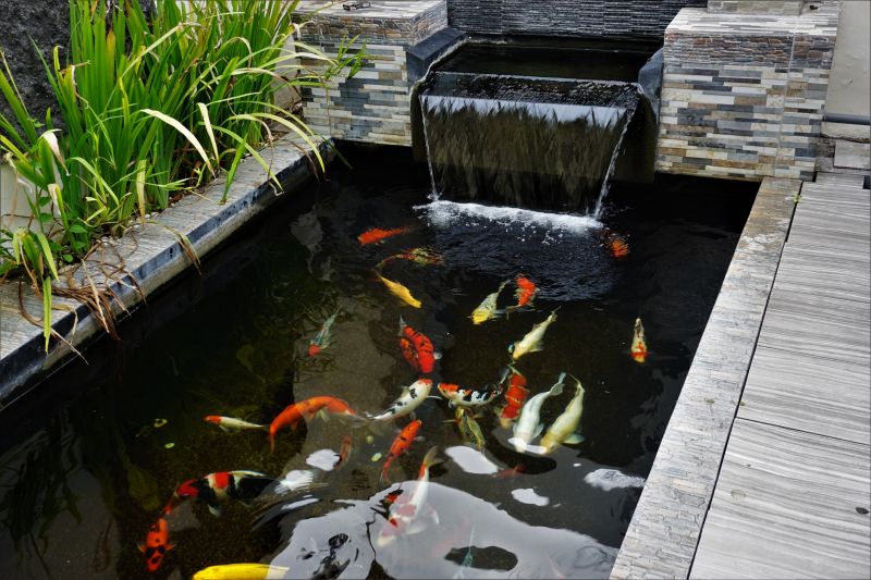 Healthy Koi Environment