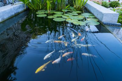 Products For Koi Pond Cleanings in use