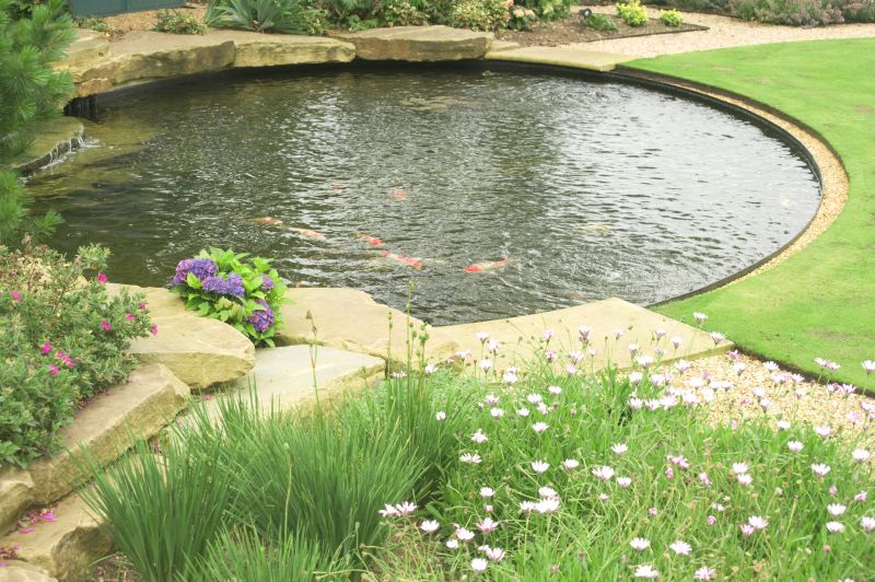 Healthy Pond Environment