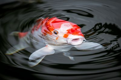 Keep your koi healthy!